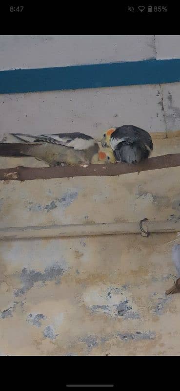 Cockatiel breeder pair, finch pair 2