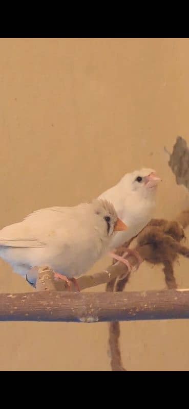 Cockatiel breeder pair, finch pair 3