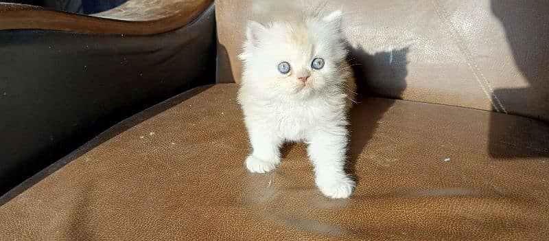 Dual Colour Male Kitten (white+fawn) 3