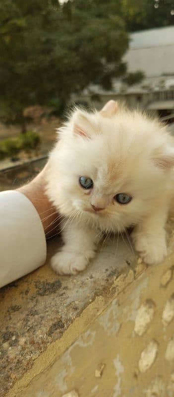 Dual Colour Male Kitten (white+fawn) 4