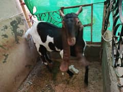 Bakri (Goat)