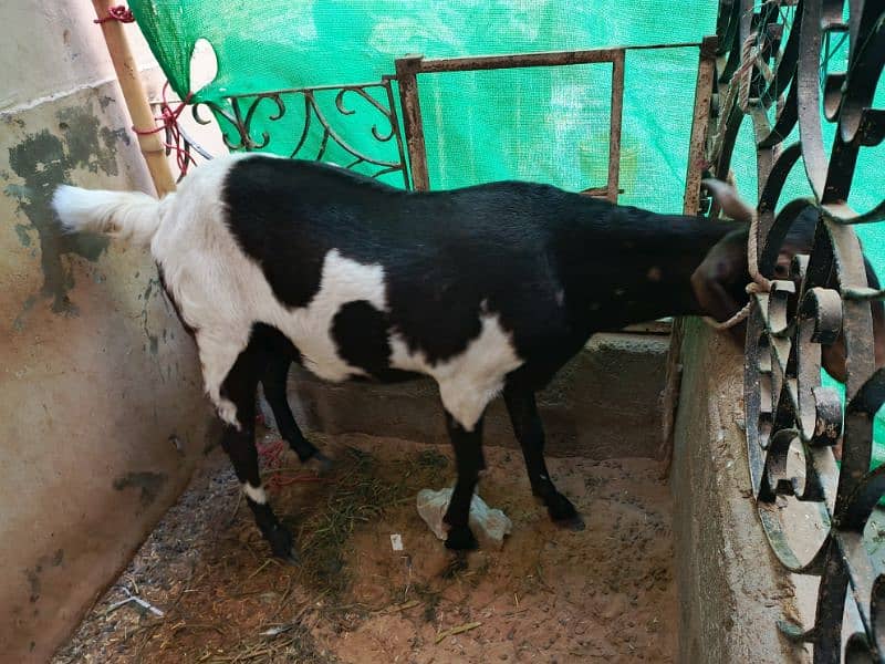 Bakri (Goat) 1