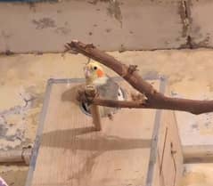 Cockatiel breeder pair, finch pair