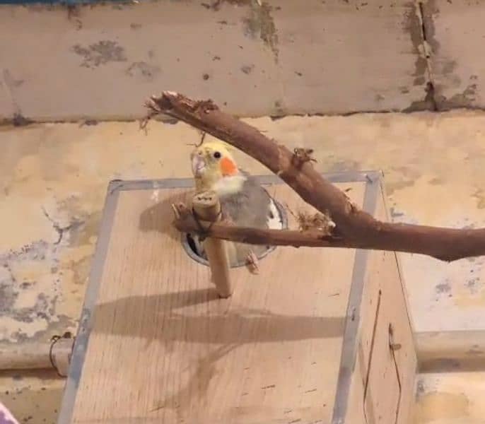 Cockatiel breeder pair, finch pair 0