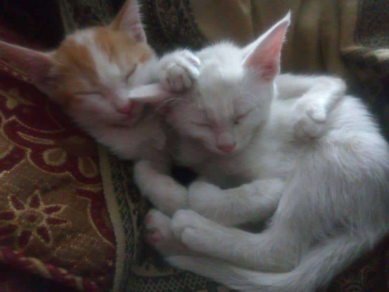 Persian mix breed cat is for sale 3