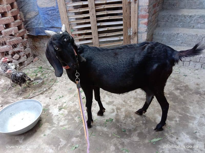 Dessi Cross Gaban Bakri|Dessi Cross Goat|Black Goat 14