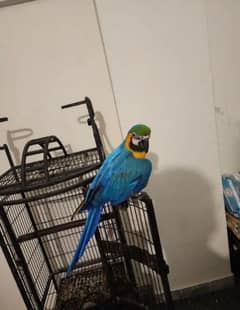 blue macaw parrot check for sale WhatsApp number 03307595248. .