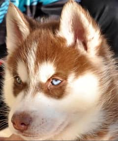 Siberian Husky Puppy for Sale