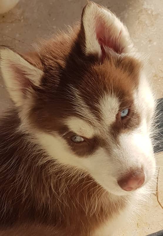 Siberian Husky Puppy for Sale 1