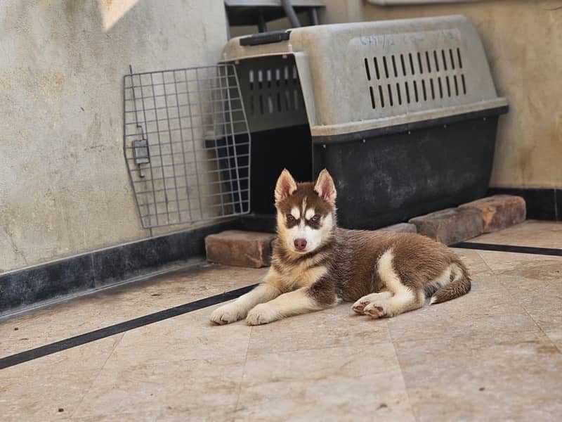 Siberian Husky Puppy for Sale 3