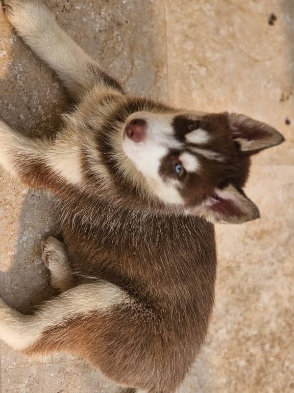 Siberian Husky Puppy for Sale 4