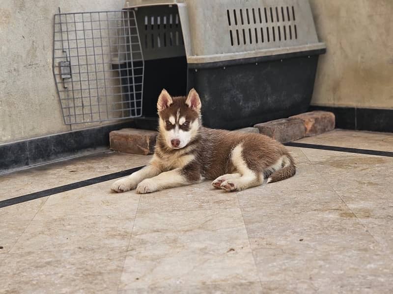 Siberian Husky Puppy for Sale 5