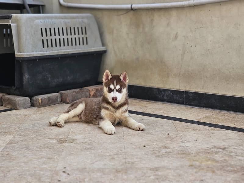 Siberian Husky Puppy for Sale 6