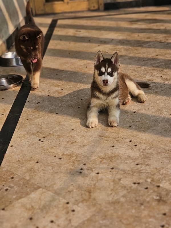 Siberian Husky Puppy for Sale 7