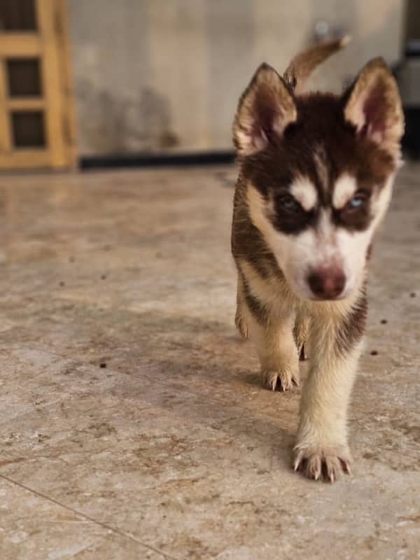 Siberian Husky Puppy for Sale 8