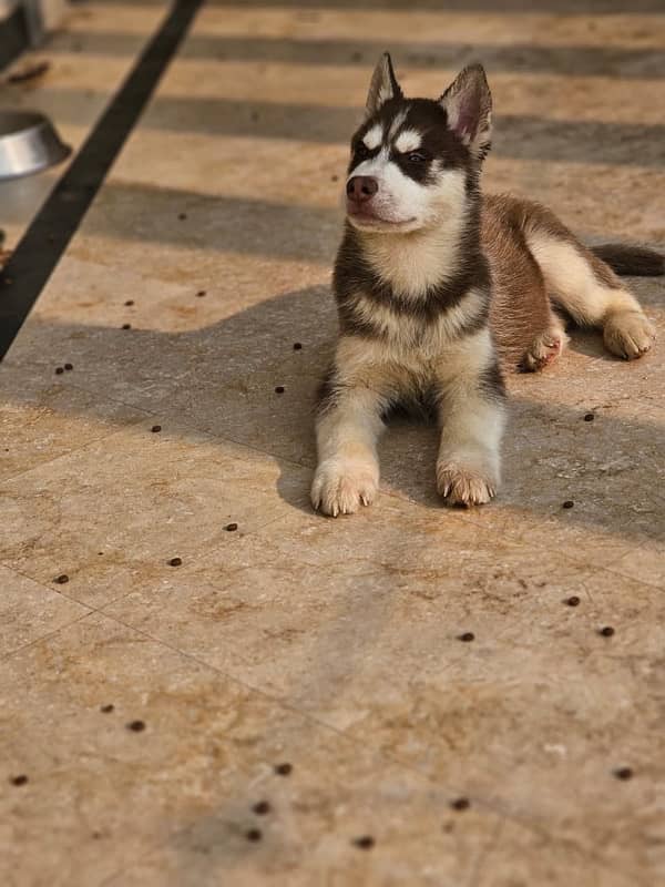 Siberian Husky Puppy for Sale 9