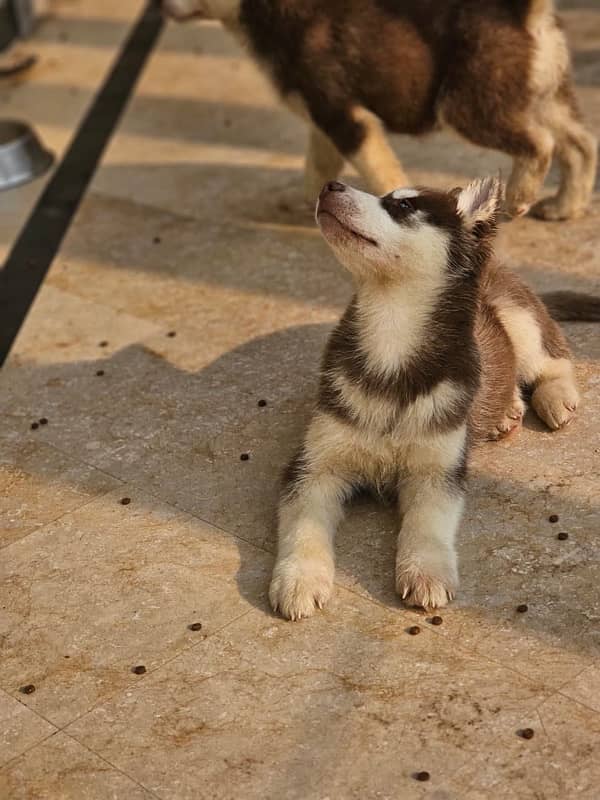 Siberian Husky Puppy for Sale 10