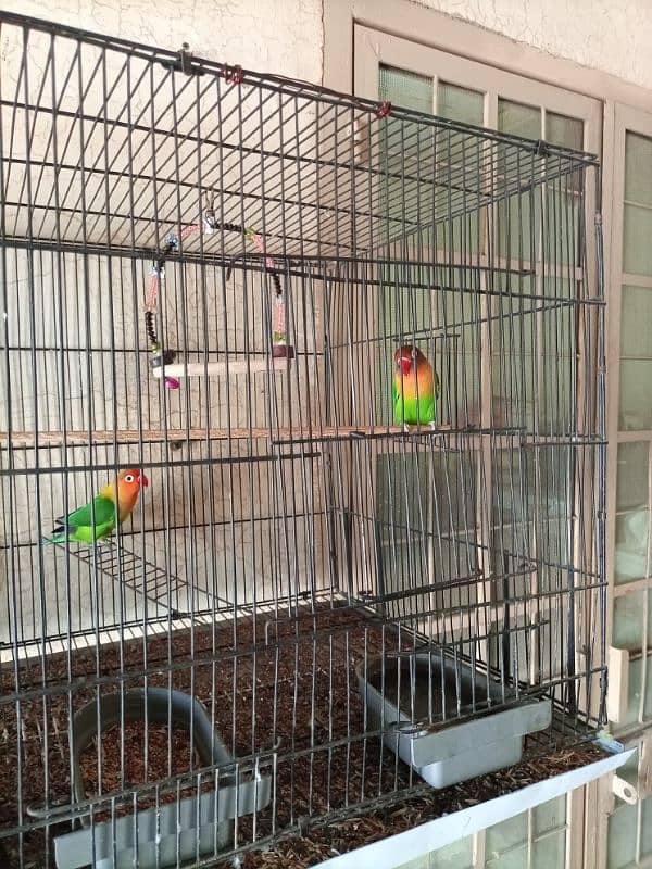 Love Bird breeder pair 0