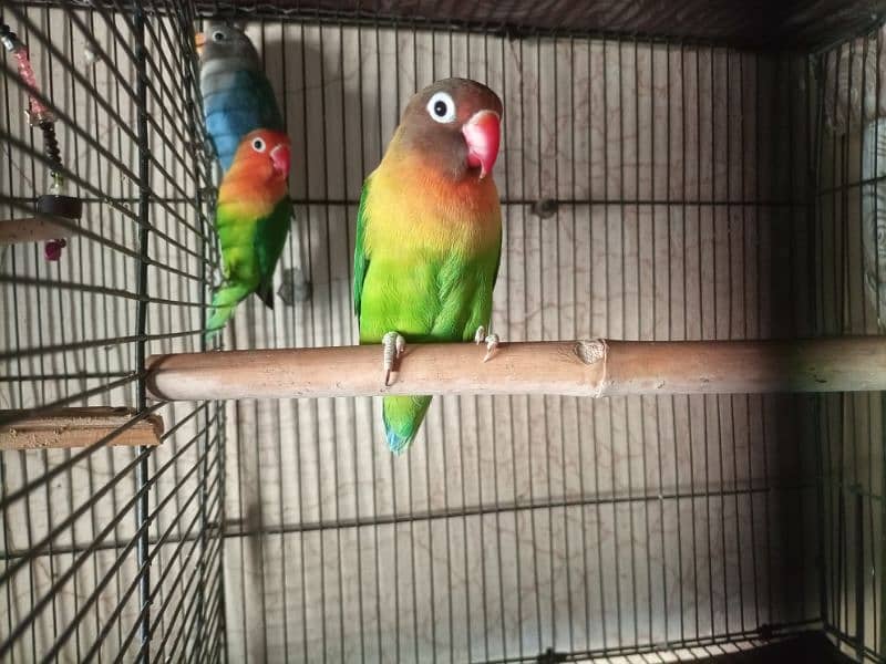 Love Bird breeder pair 1