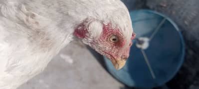 Hera hen with 2 chicks 2 months age