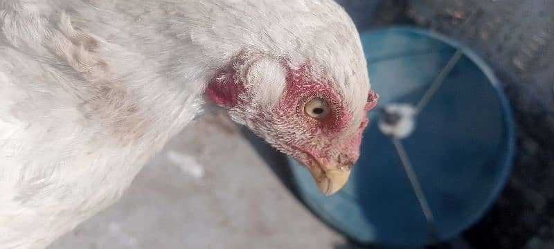 Hera hen with 2 chicks 2 months age 0