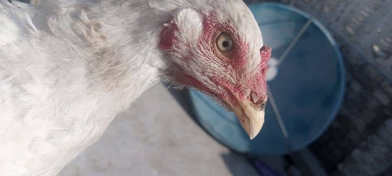 Hera hen with 2 chicks 2 months age 1