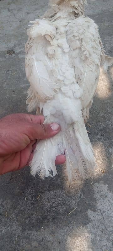 Hera hen with 2 chicks 2 months age 2