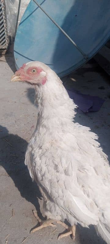 Hera hen with 2 chicks 2 months age 3