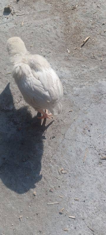 Hera hen with 2 chicks 2 months age 4