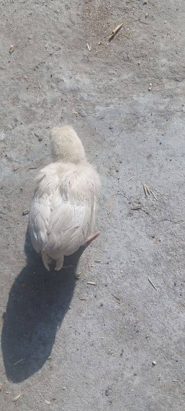 Hera hen with 2 chicks 2 months age 5