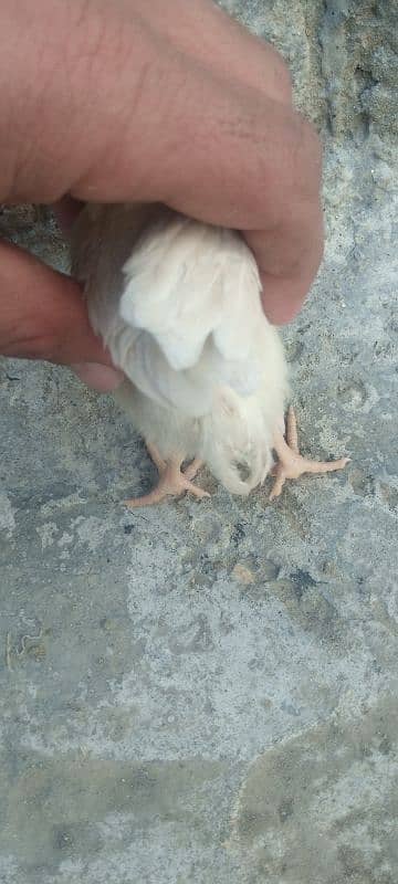 Hera hen with 2 chicks 2 months age 6