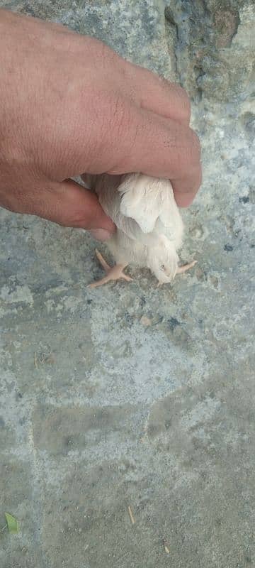 Hera hen with 2 chicks 2 months age 7