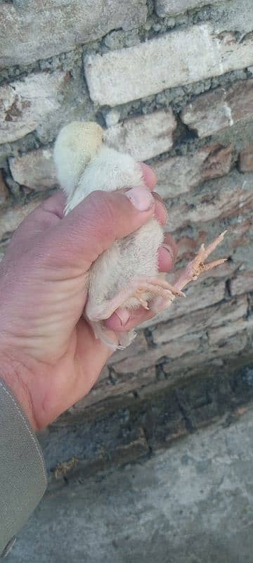 Hera hen with 2 chicks 2 months age 8