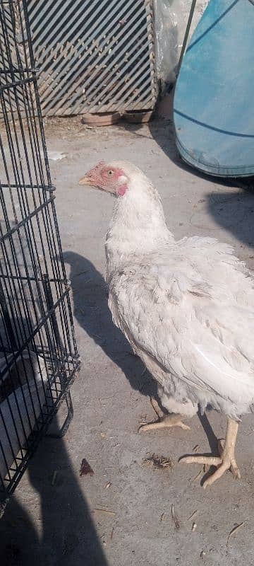 Hera hen with 2 chicks 2 months age 9