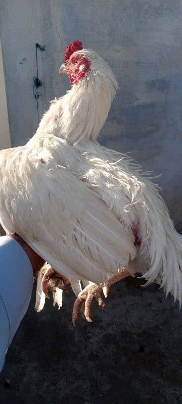 Hera hen with 2 chicks 2 months age 10