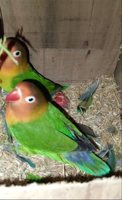 0327-0277654/parrot/cage/love