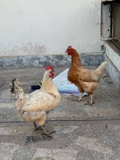 Egg laying hens