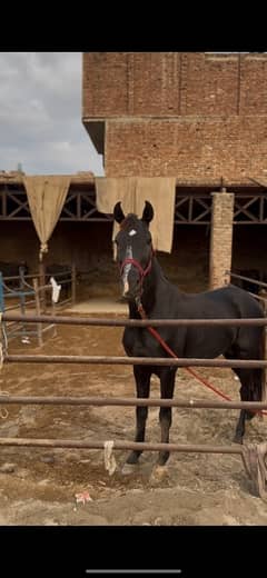 Desi Black horse