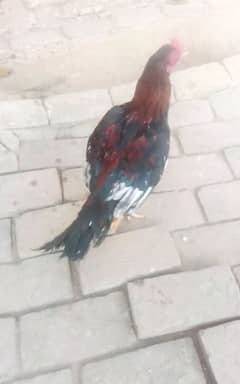 Lakha Lasani MianWali Colours Bread