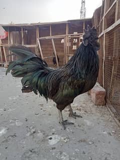 Ayam