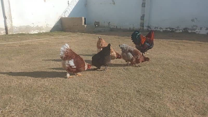 red barhman hens 0