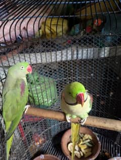 Raw Parrots Male And Female Pair With White Cage