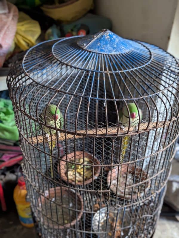 Raw Parrots Male And Female Pair With White Cage 1