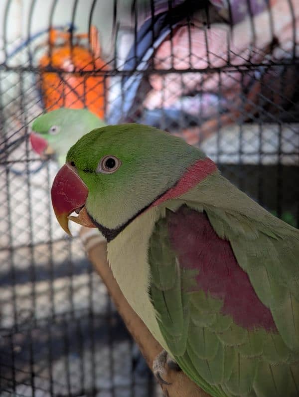 Raw Parrots Male And Female Pair With White Cage 2