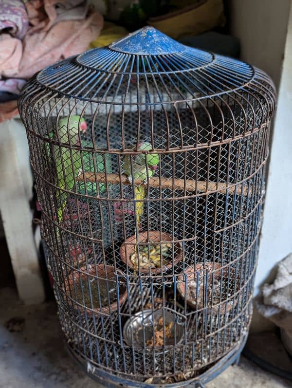 Raw Parrots Male And Female Pair With White Cage 3