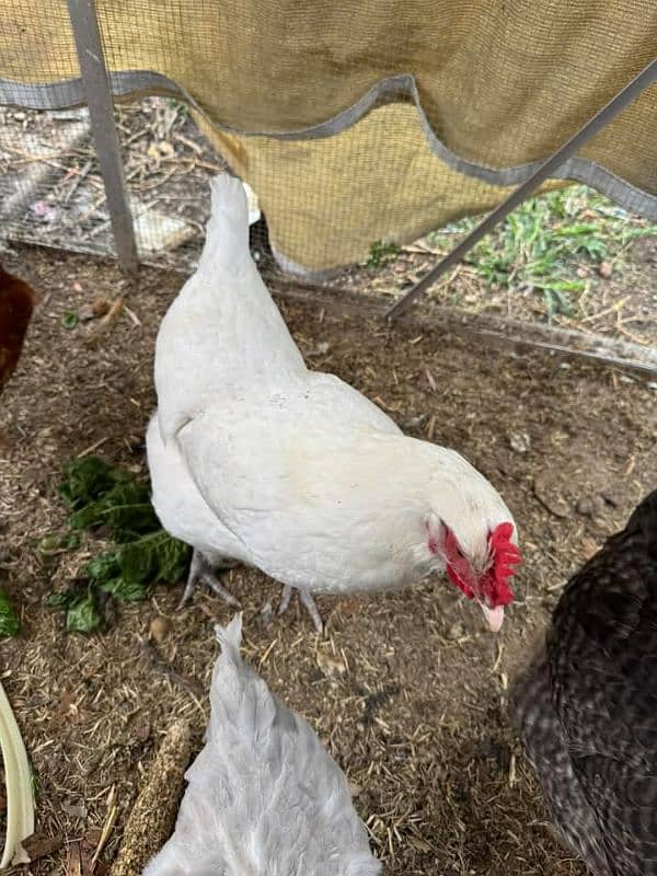 white eggs laying hen for sale 0