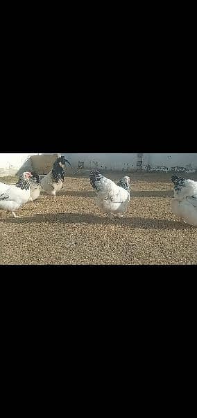 white sussex hens 1