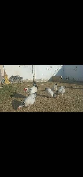 white sussex hens 3