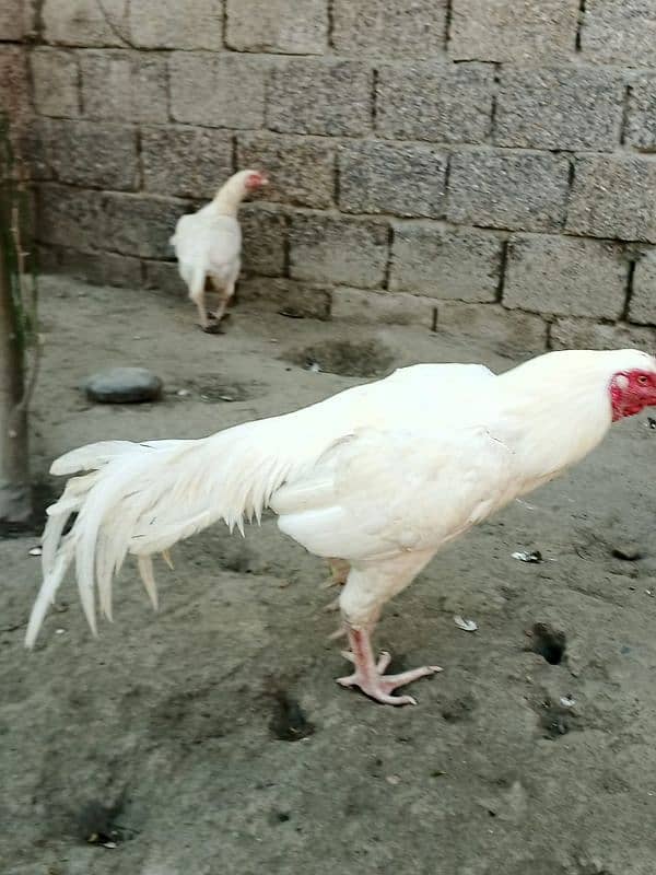 Heera fresh fertile eggs available 0