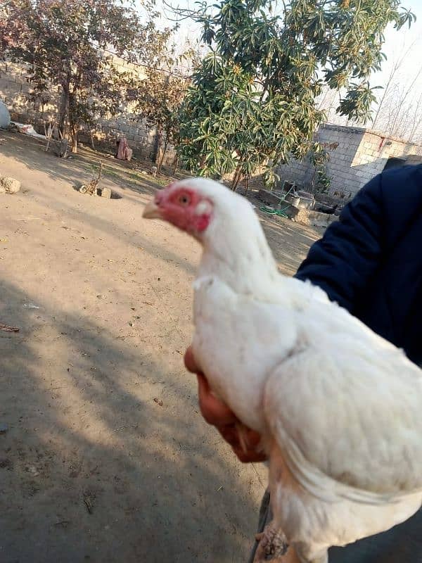 Heera fresh fertile eggs available 5